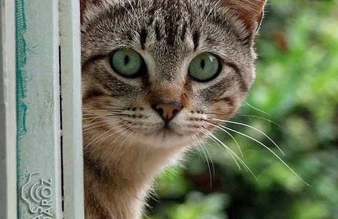 De esta forma, tu gato intentará decirte algo. No sabíamos el número 5