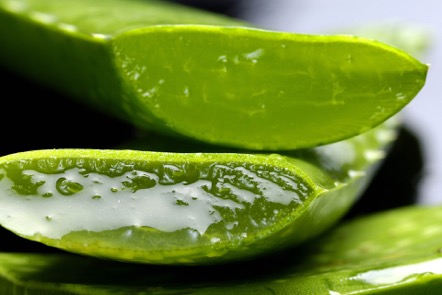 7 tips de belleza con Aloe Vera