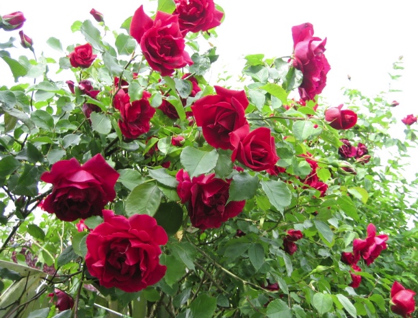 Tus rosas crecerán y prosperarán usando un tallo y una patata