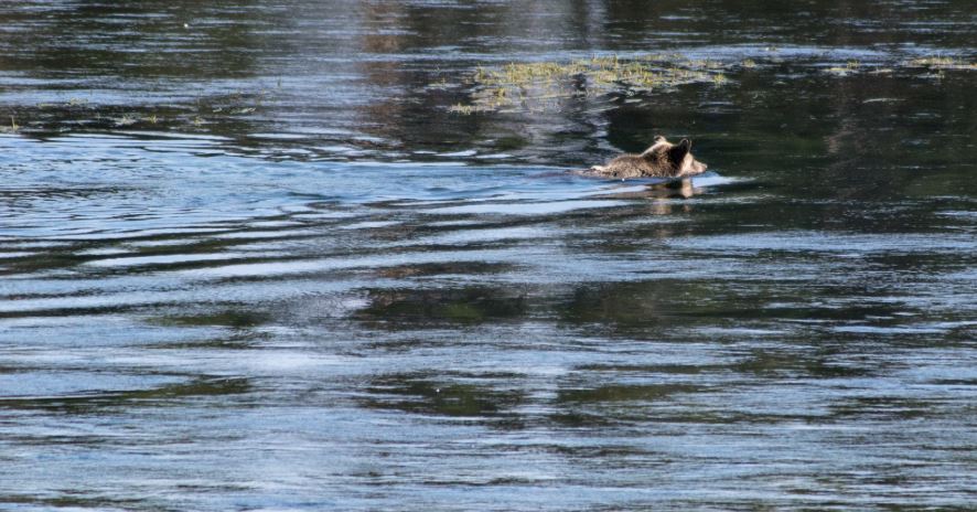Mamá osa deja cachorros agotados a punto de ahogarse; por suerte estos pescadores estaban cerca