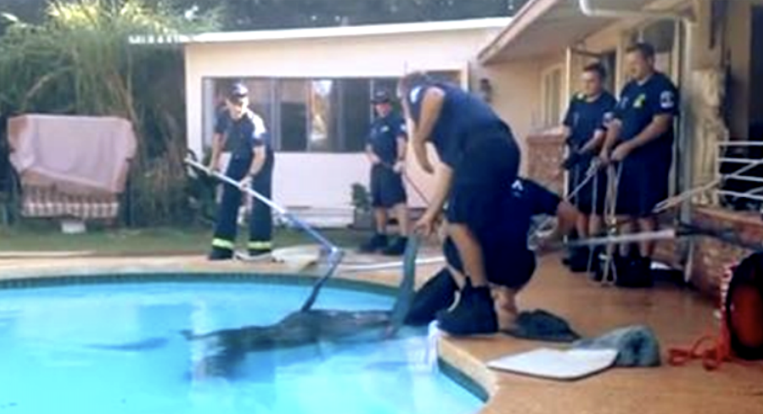 Una madre se zambulle en la piscina y encuentra un enorme animal en su interior