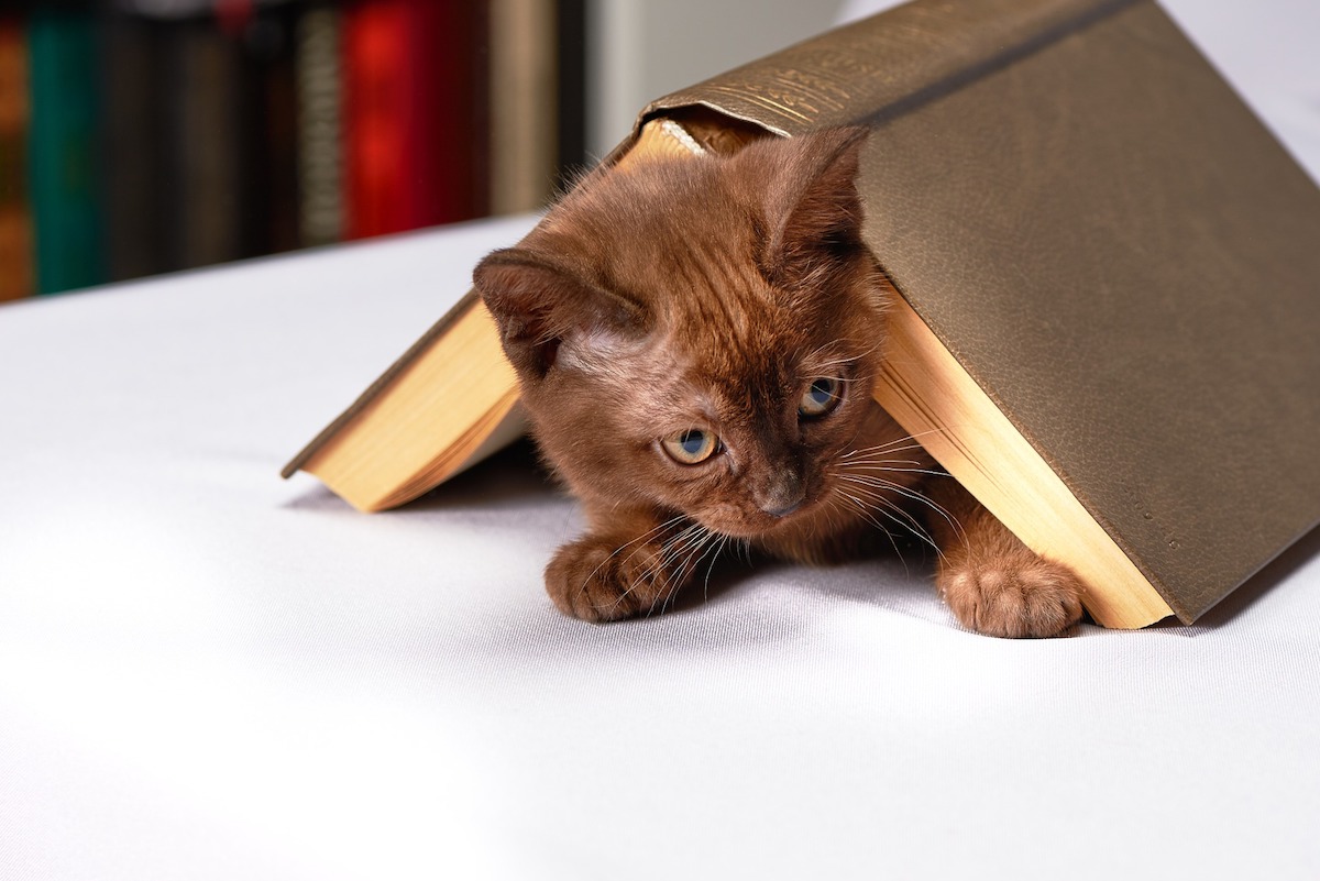 los gatos siempre actúan de formas extrañas