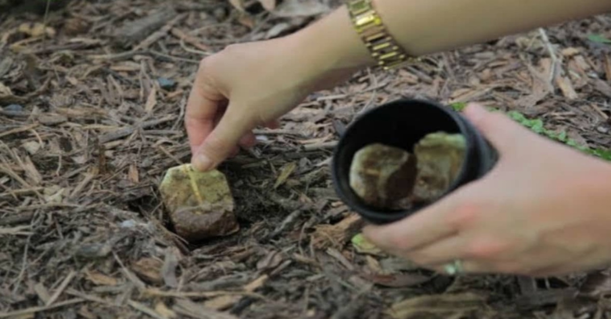 Poner las bolsitas de té usadas en el jardín tiene muchos beneficios