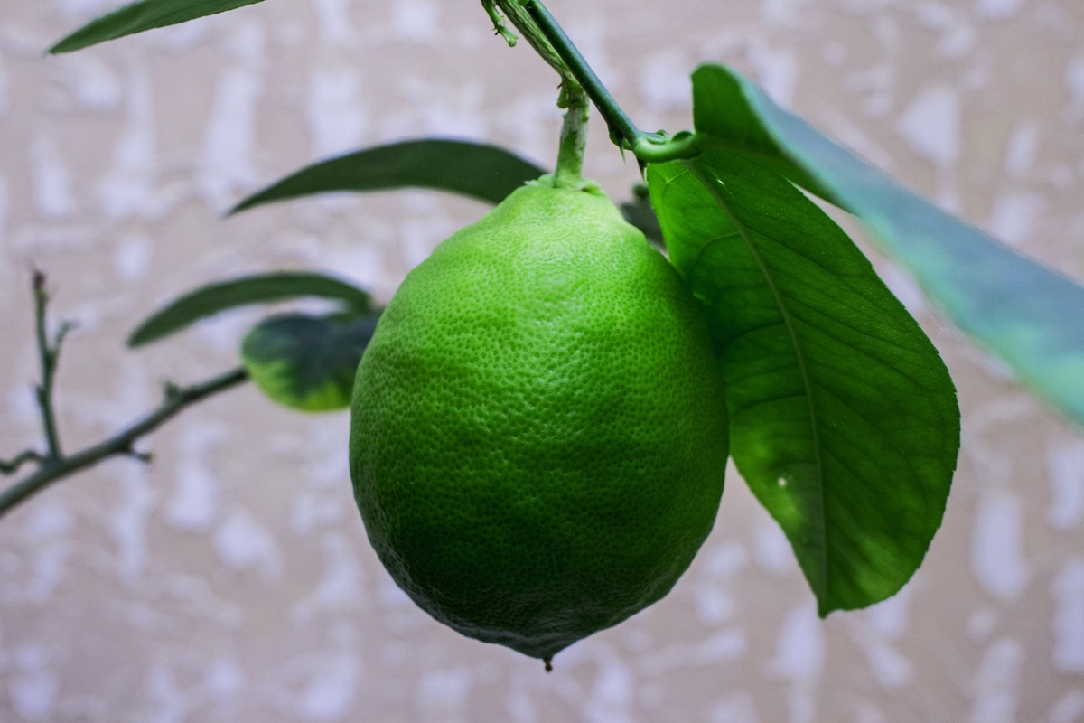Los limones son increíbles. Estos 7 maneras de uso te harán la vida mucho más fácil.
