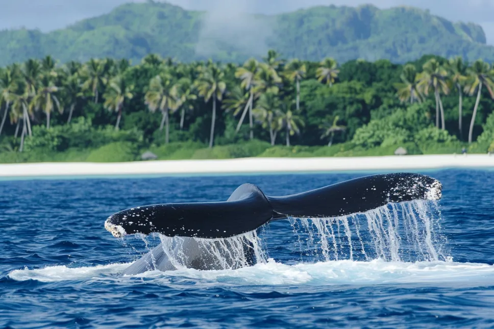 Una ballena gigante no deja en paz a un submarinista - Entonces se da cuenta del aterrador motivo