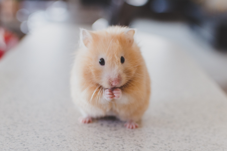 Nuevo método alternativo podría significar el fin de la experimentación con animales