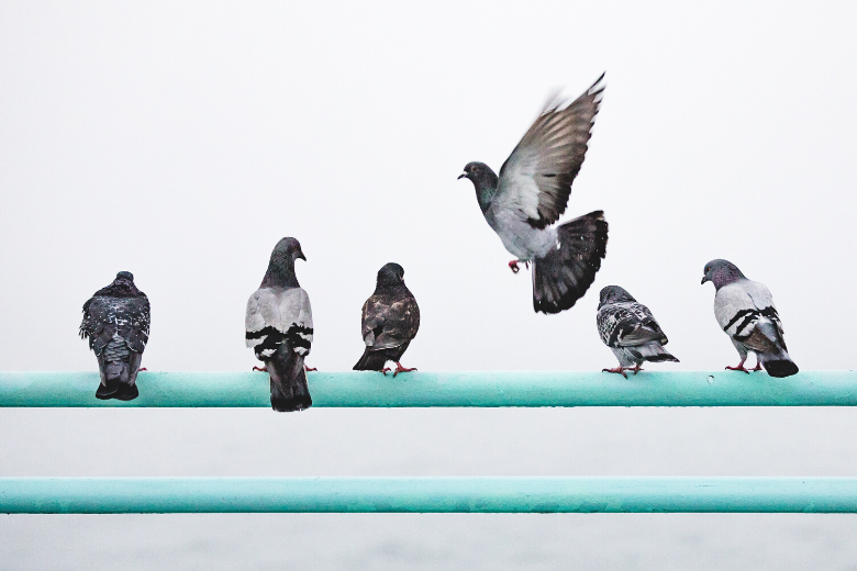 Entérate: así es como liberas tu hogar de las palomas